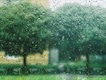 বৃষ্টির ঘ্রাণ