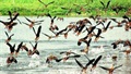 অতিথি পরিযায়ী