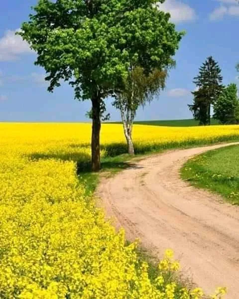 একটি দিনের তরে