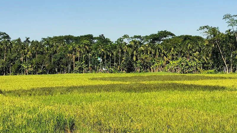 যৌবন