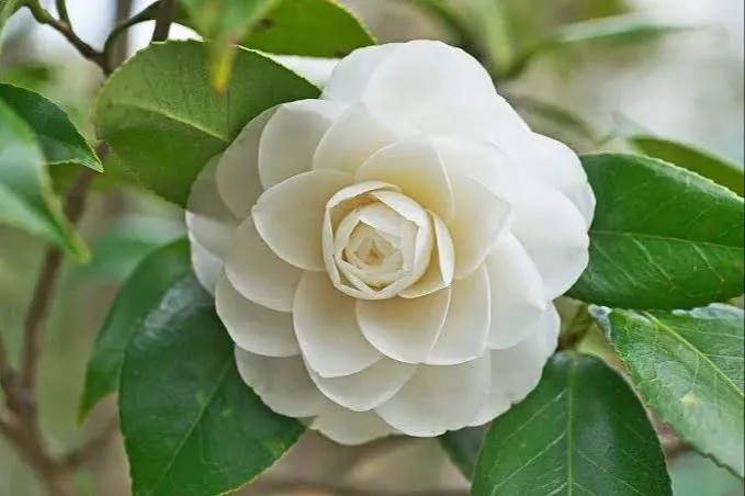 ক্যামেলিয়া