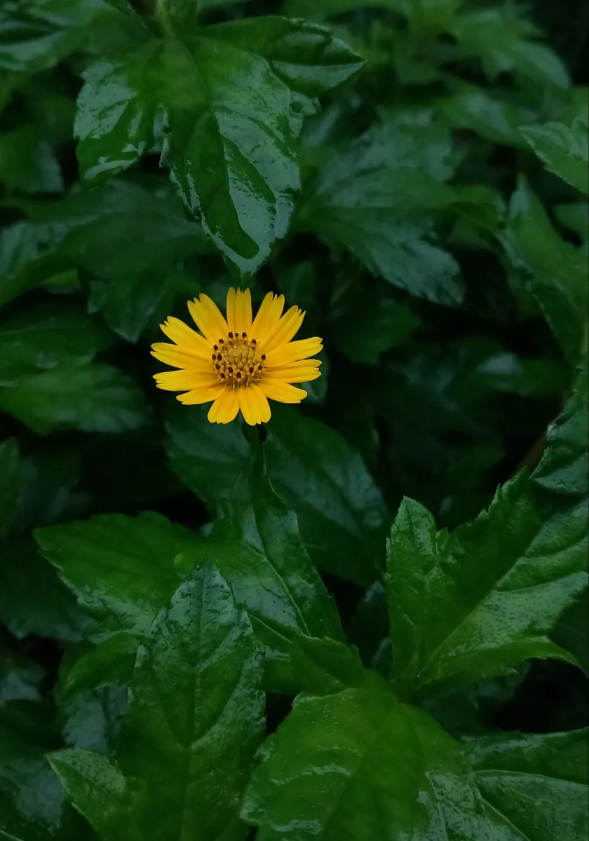 ভৃঙ্গরাজ: সবুজের বুকে হলুদ হাসি