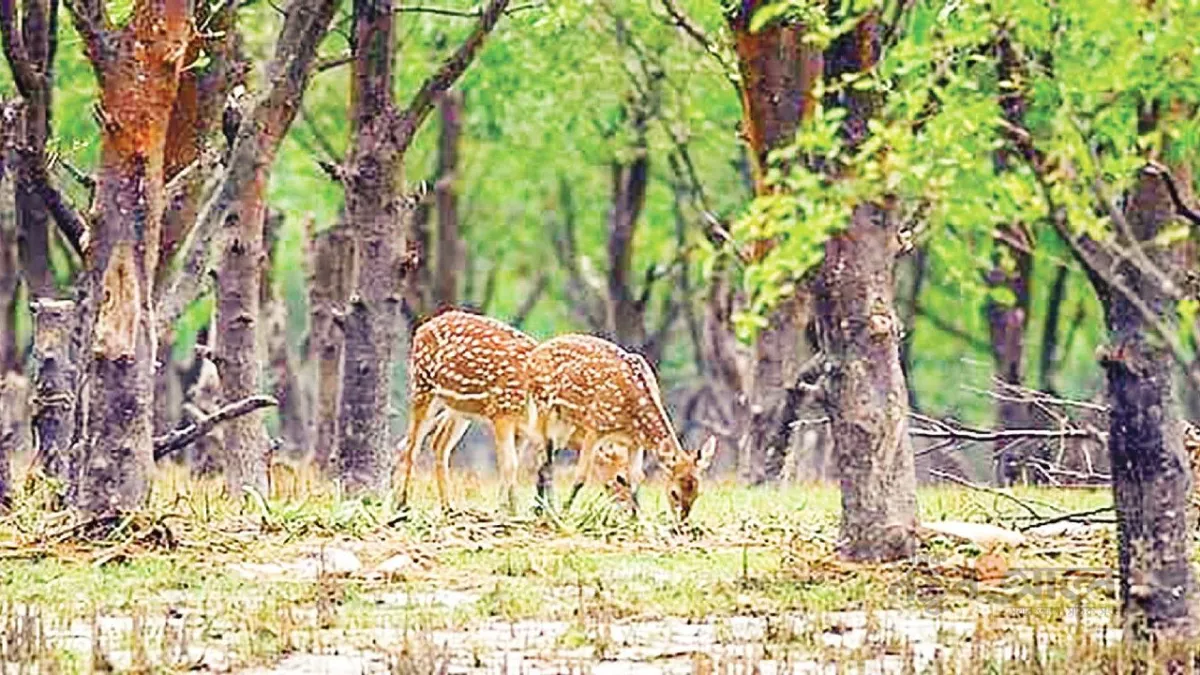 মেঘনার বুকে মায়াবী দ্বীপ মনপুরা: মায়াবি হরিণ, দখিনা সি-বিচ ও মহিষের দইয়ের টানে