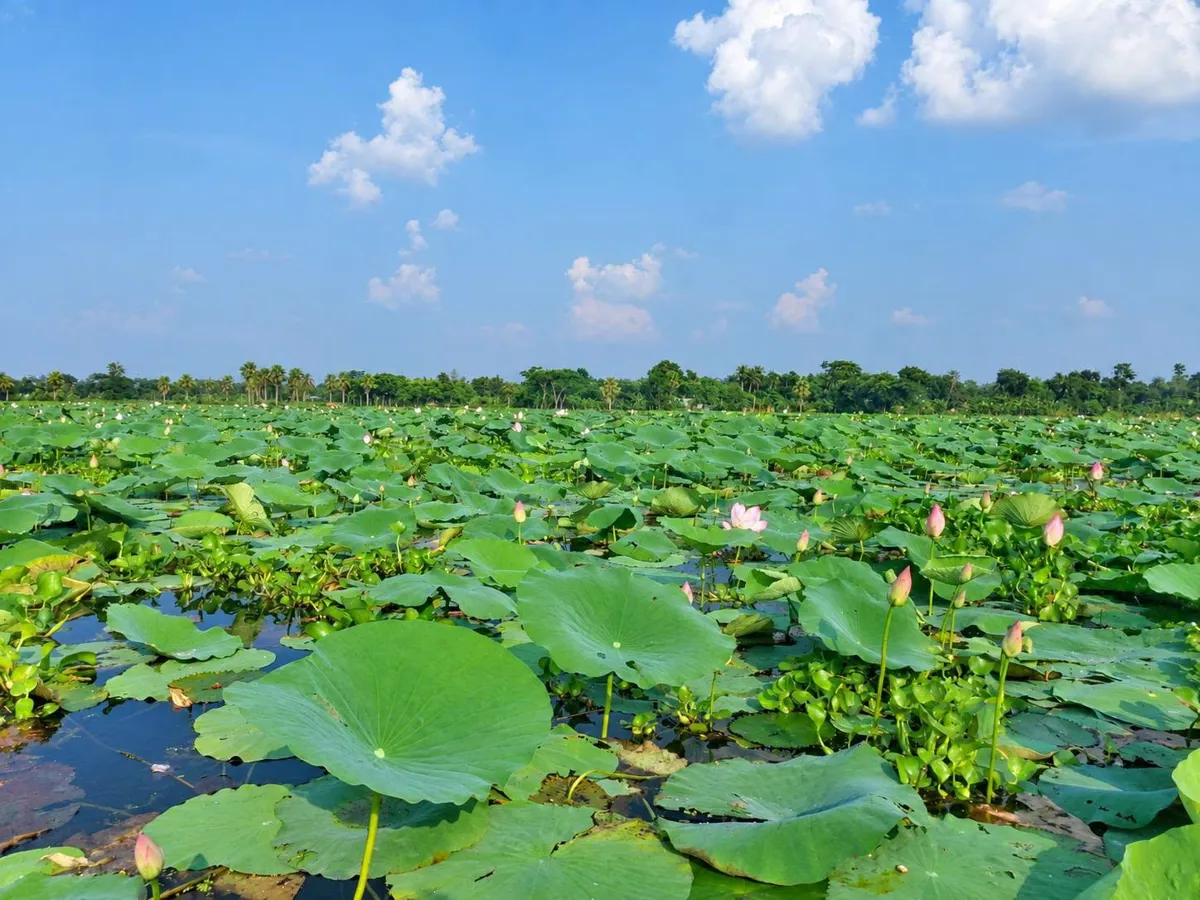 শরতের স্নিগ্ধতায় গোলাপি ক্যানভাস: মুকসুদপুরের কমলাপুর পদ্মের বিল