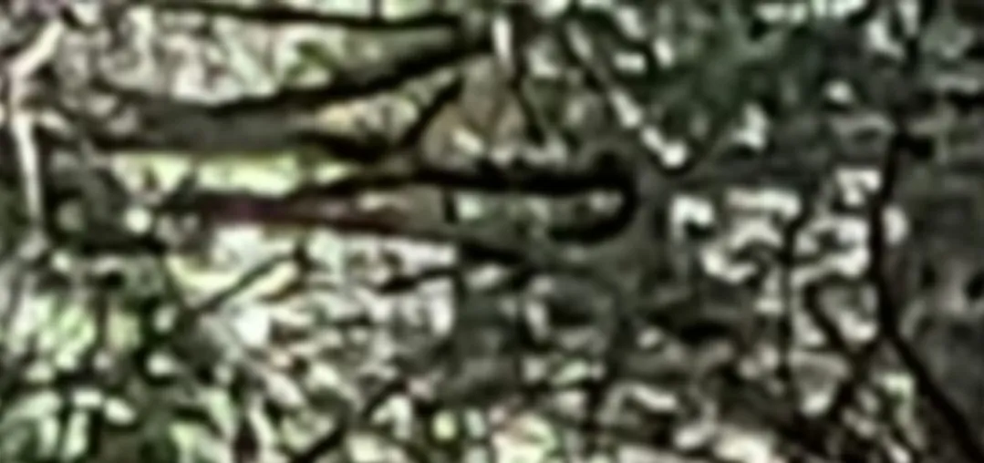 গোপলার কথা ১০৯
