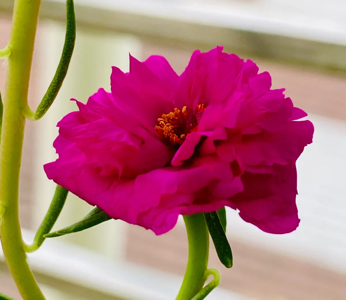 ক্ষমা, তোমার প্রাপ্য নয়