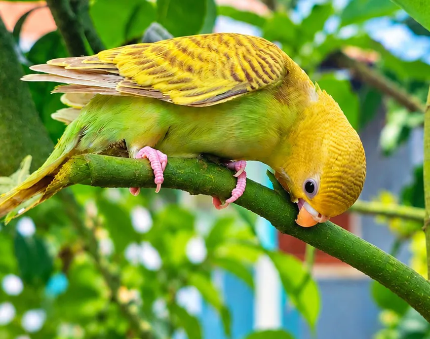 আমার ভাগের সুখ